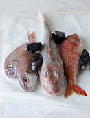 Slow Cooking, Felsenfische, entschuppte Fische