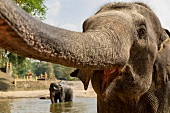 Close-up of elephant opening mouth, Pinnawela, Sri Lanka