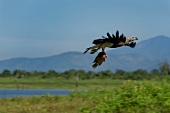 Grey-headed eagle flying with fish, Udawalawe National Park, Sri Lanka