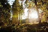 Forest near Grossalmerode, Witzenhausen, Kassel, Hessen, Germany