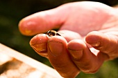 Kassel, Hessen, Imkerei Auenblick, ökologische Bienenhaltung