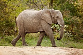 Südafrika, Phinda Game Reserve, Reservat, Elefant, Elefanten