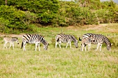 Südafrika, Phinda Game Reserve, Reservat, Zebra, Zebras