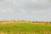 Herd of antelope on grasslands in forest, South Africa