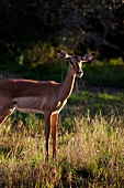 Südafrika, Phinda Game Reserve, Reservat, Antilope