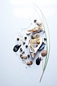 Marinated gurnard and oysters on white background
