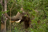 Elephant in Yala National Park, Colombo, Southern Province, Sri Lanka