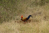 Rooster in grass at Yala National Park in Sri Lanka