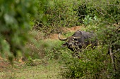 Water buffalo in Yala National Park, Colombo, Southern Province, Sri Lanka