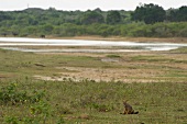Fox at Yala National Park, Sri Lanka
