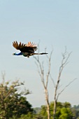 Peacock flying at Udawalawe National Park, Sri Lanka