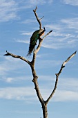 Peacock on bare branch at Udawalawe National Park, Sri Lanka