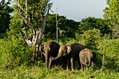 Elephants in Udawalawe National Park, Uva Province, Sri Lanka