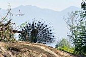 Peacock spreading its crown of feathers at Udawalawe National Park, Sri Lanka