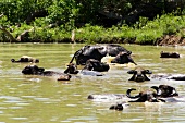 Sri Lanka, Udawalawe-Nationalpark, Wasserbüffel im Wasser