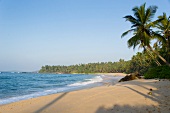 View of beach and palm trees in Tangalle, Hambantota District, Sri Lanka