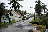 Street, palm trees, vehicles and houses at Lesser Antilles, Caribbean island, Barbados