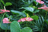 Pink Anthurium plant in the island of Lesser Antilles, Caribbean, Barbados