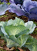 Close-up of purple and green cabbage in field