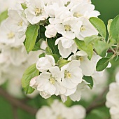 Close-up of flowering branches of apple tree