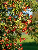 Landküche, Hagebutten am Zweig