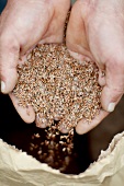Close-up of man's hands putting flaxseed in bag