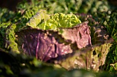 Close-up of lettuce vegetables in garden, Frohnau, Berlin