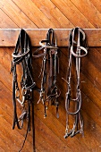 Einohrzaum and bridle hanging on wooden wall, Landegge, Germany