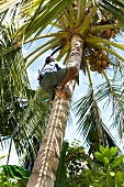 Man climbing on palm tree in Dhigufinolhu island, Maldives