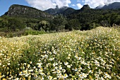 Chamomile meadow in Dilek Peninsula National Park, Turkey