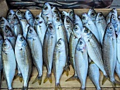 Several fishes in fish market, Cesme Peninsula, Aegean, Turkey