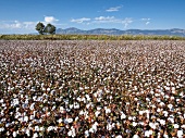 View of cotton field in Miletus, Aegean, Turkey