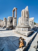 Türkei, Türkische Ägäis, Didyma Apollontempel, Hund