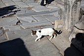 Cat walking outside ancient Ephesus, Aegean, Turkey