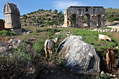 Goats at ruins of Patara in Lycia, Aegean, Turkey