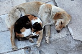 Türkei, Türkische Ägäis, Halbinsel Bodrum, Hund, Katze