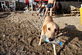 Türkei, Türkische Ägäis, Halbinsel Bodrum, Hund am Strand