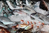 Fresh fish in ice from Gumusluk in Bodrum Peninsula at Aegean, Turkey