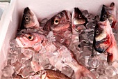 Raw fish in ice box from Gumusluk in Bodrum Peninsula at Aegean, Turkey