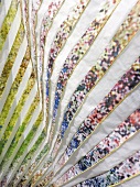 Close-up of pleated fabric from fine colourful stripes