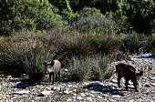 Türkei, Türkische Ägäis, Halbinsel Dilek, Nationalpark, Wildschweine