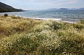 View of sea and chamomile in Dilek Peninsula National Park, Aegean, Turkey