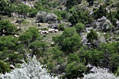 Türkei, Türkische Ägäis, Spil Dagi, Nationalpark, Schafe