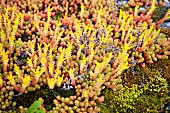 Close-up of colourful herbs in Montafon valley, Austria