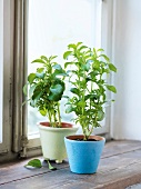 Two flower pots with stevia plants on the window sill