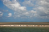 Dänemark, Fanö, Strand, Himmel, Meer , Robbenbank