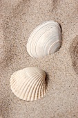 Close up of shells in sand, Fano beach, Denmark 