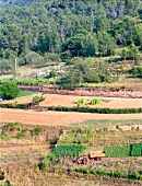 View of fields with crops on Ibiza island, Spain