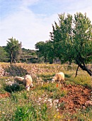 Sheep grazing in pasture on Ibiza island, Spain