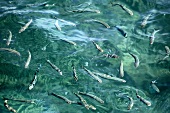 Fishes in Aegean Sea, Iberotel Sarigerme Park, Sarigerme, Turkey